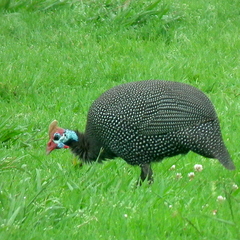 Numida meleagris coronatus
