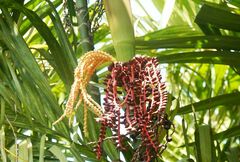 Pinanga coronata
