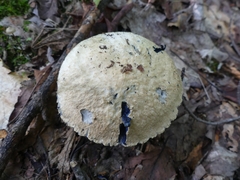 Gyroporus cyanescens