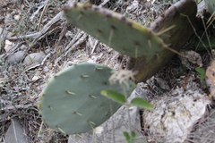 Opuntia rastrera