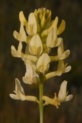 Astragalus pectinatus