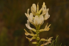 Astragalus pectinatus
