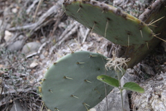 Opuntia rastrera