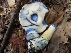 Gyroporus cyanescens