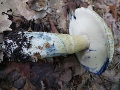 Gyroporus cyanescens