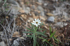 Melampodium cinereum