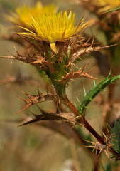 Carlina hispanica
