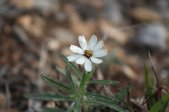 Melampodium cinereum