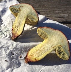 Xerocomellus dryophilus