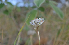 Allium callimischon