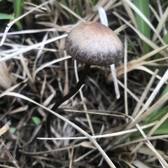 Panaeolus cinctulus