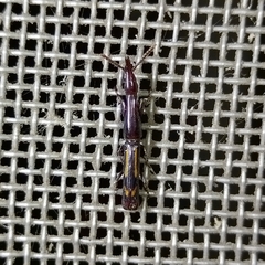 Taphroderini