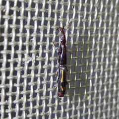 Taphroderini