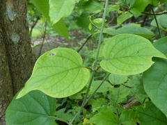 Aspidopterys cordata