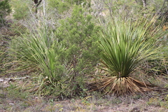 Dasylirion leiophyllum