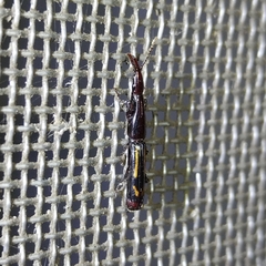 Taphroderini