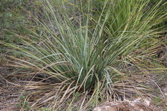 Dasylirion berlandieri