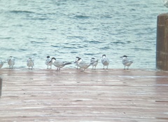 Thalasseus sandvicensis