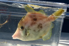 Stephanolepis hispida