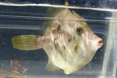 Stephanolepis hispida