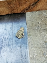 Bufotes viridis viridis