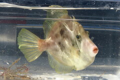 Stephanolepis hispida