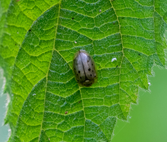 Cistudinella notata