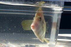 Stephanolepis hispida