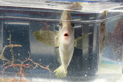 Stephanolepis hispida