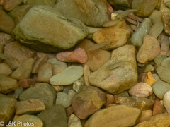 Characiformes