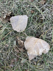 Populus × canadensis