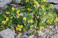 Eucnide bartonioides