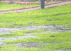 Pluvialis squatarola