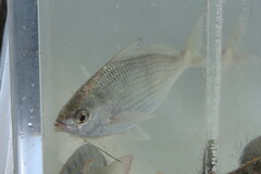 Eucinostomus gula