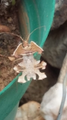 Pephricus