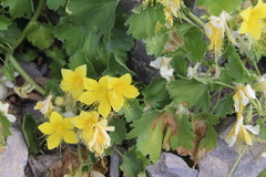 Eucnide bartonioides