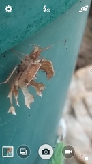 Pephricus