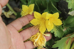 Eucnide bartonioides