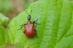 Apoderus coryli
