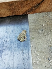 Bufotes viridis viridis