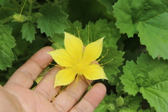 Eucnide bartonioides