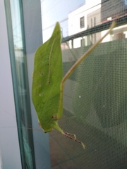 Stilpnochlora thoracica