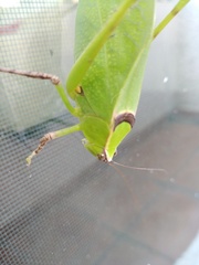 Stilpnochlora thoracica