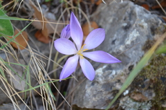Crocus goulimyi