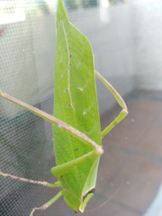 Stilpnochlora thoracica