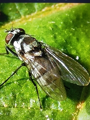 Limnophora