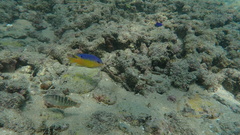 Stegastes flavilatus