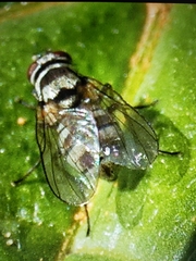 Limnophora