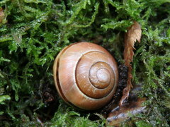 Cepaea