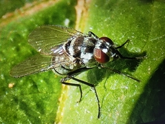 Limnophora